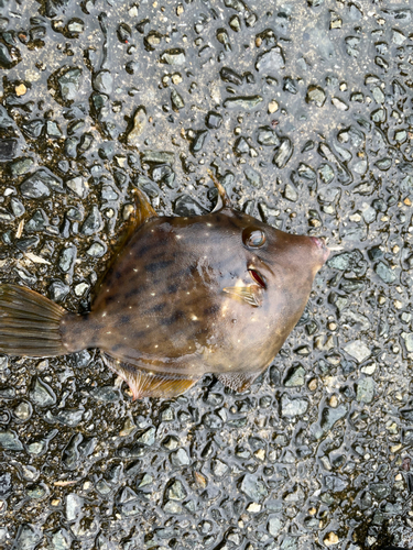 カワハギの釣果