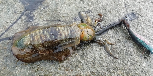 アオリイカの釣果