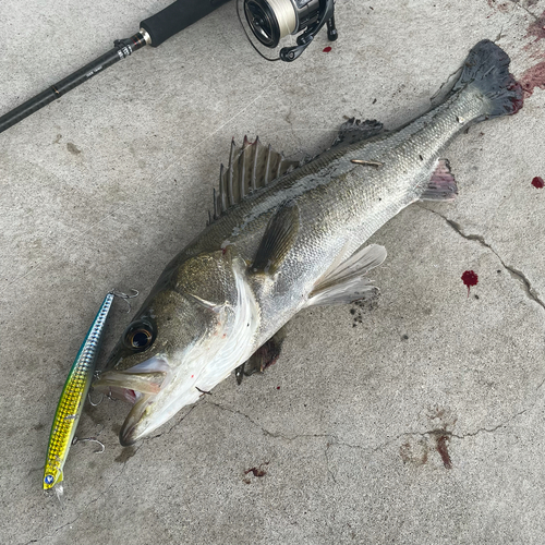 シーバスの釣果