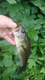 ブラックバスの釣果