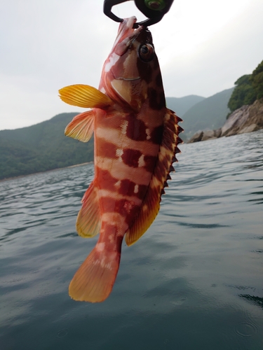 アカハタの釣果