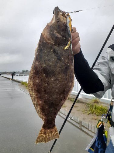 ソゲの釣果