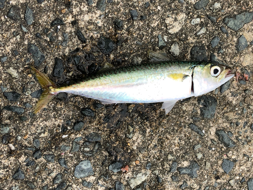 マサバの釣果