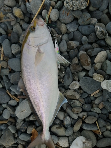 ショゴの釣果