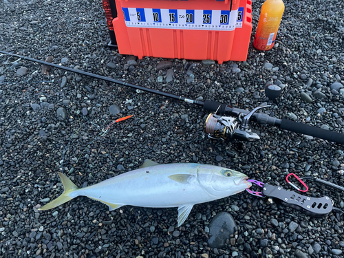 イナダの釣果