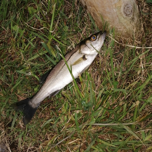 セイゴ（マルスズキ）の釣果