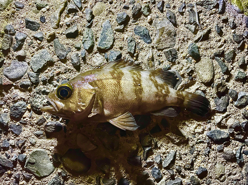 メバルの釣果