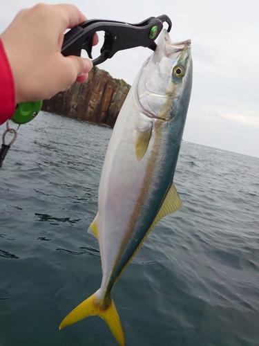 ハマチの釣果