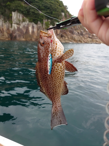 オオモンハタの釣果