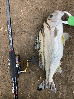 シマイサキの釣果