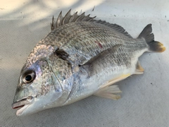 キビレの釣果