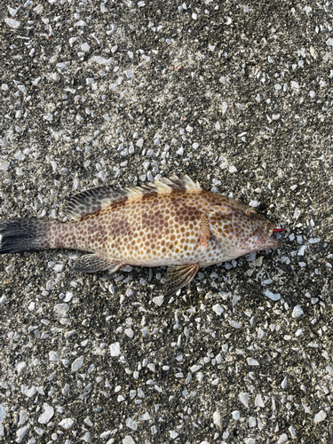 オオモンハタの釣果