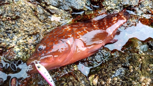 キジハタの釣果