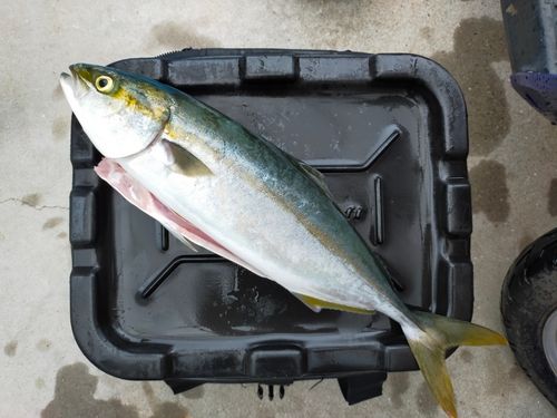 ハマチの釣果