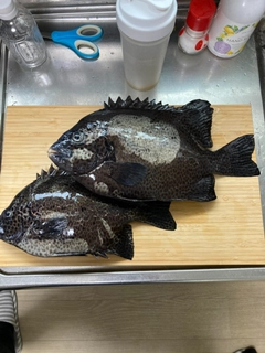 イシガキダイの釣果