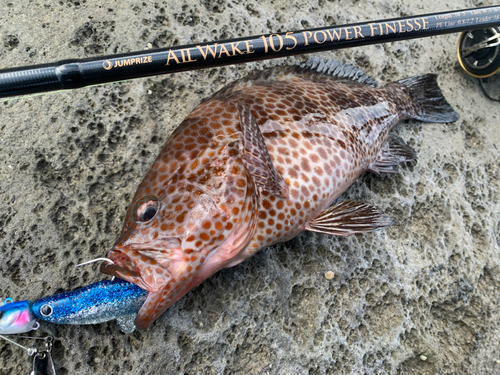 オオモンハタの釣果