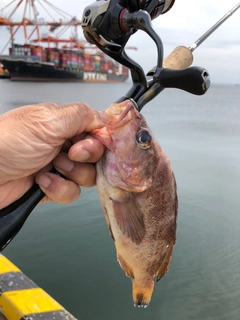 メバルの釣果