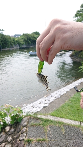 コトヒキの釣果