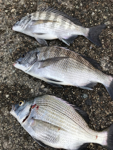 クロダイの釣果