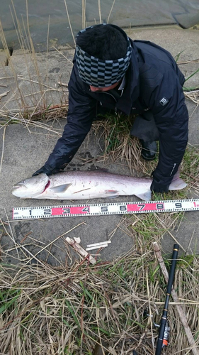 イトウの釣果