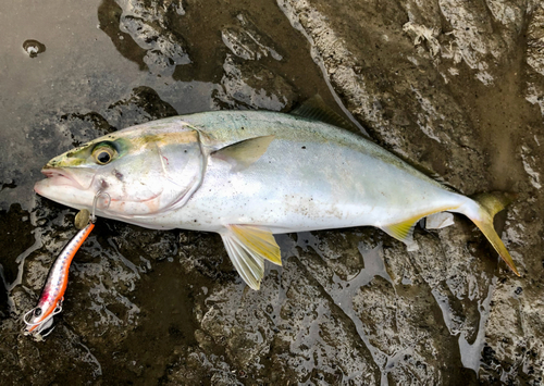 イナダの釣果