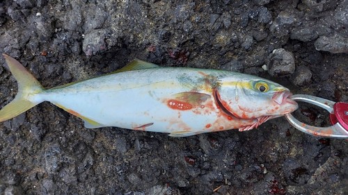 ワカシの釣果