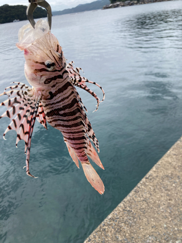 ミノカサゴの釣果