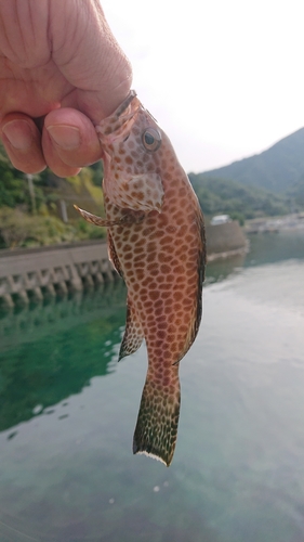 アオヤガラの釣果