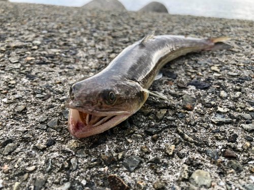 エソの釣果