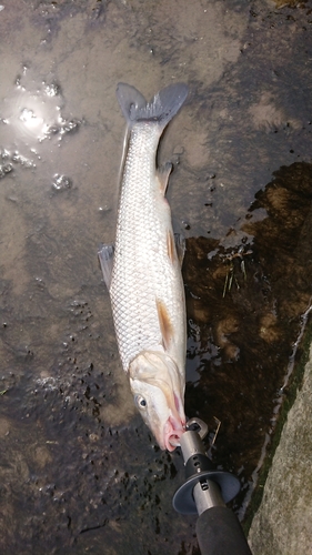 ニゴイの釣果