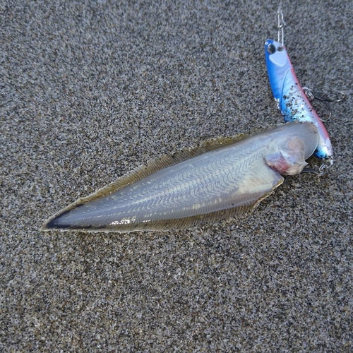 シタビラメの釣果