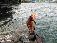 オオモンハタの釣果