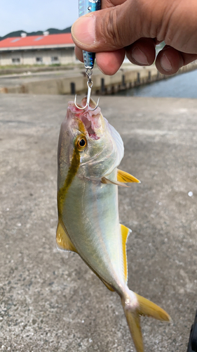 シオの釣果