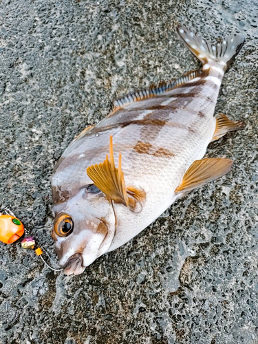 タカノハダイの釣果