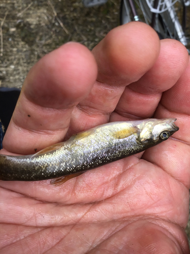 アブラハヤの釣果