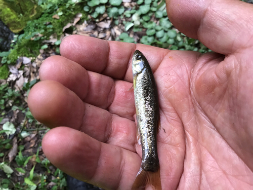 アブラハヤの釣果