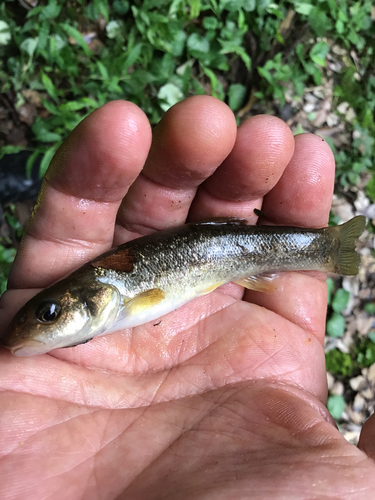 アブラハヤの釣果