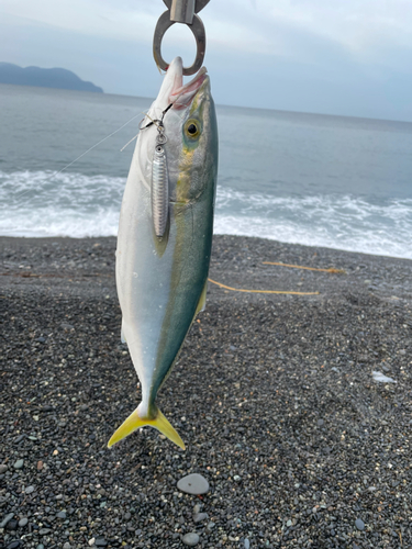 イナダの釣果