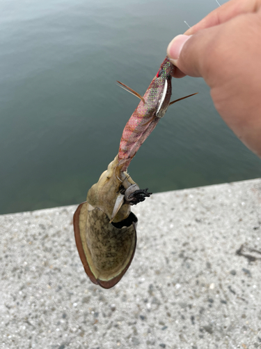 コウイカの釣果