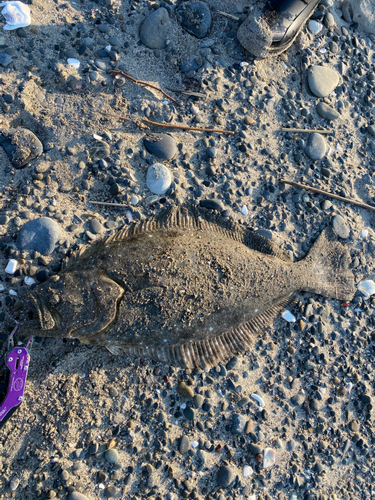 ヒラメの釣果