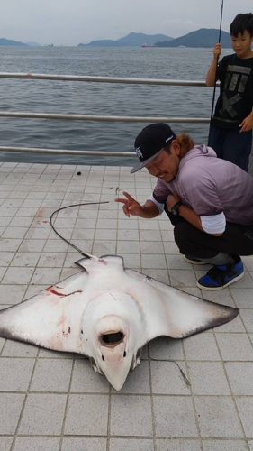 エイの釣果