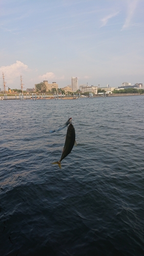 サバの釣果