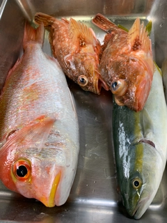 レンコダイの釣果