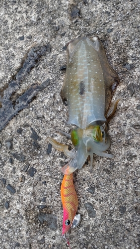 アオリイカの釣果