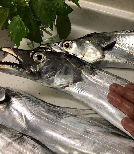 タチウオの釣果