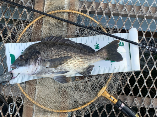 クロダイの釣果