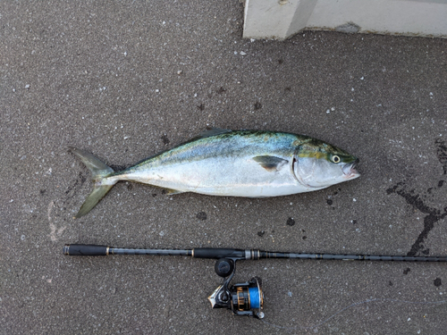 ブリの釣果