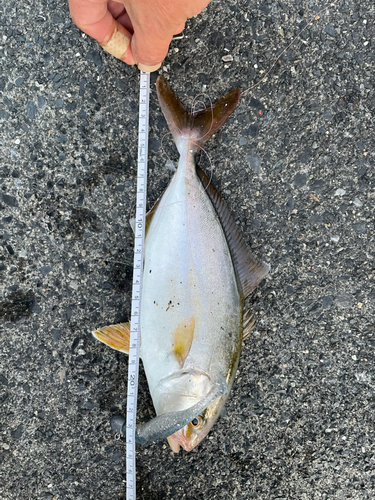 ショゴの釣果