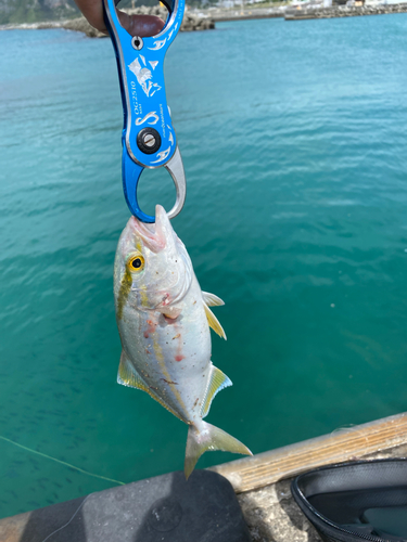 ショゴの釣果