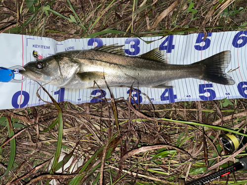 シーバスの釣果